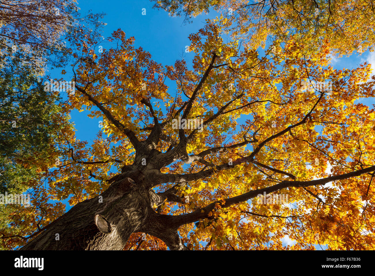 View through colorful Fall foliage of oak tree in Central Park, New York City. Stock Photo