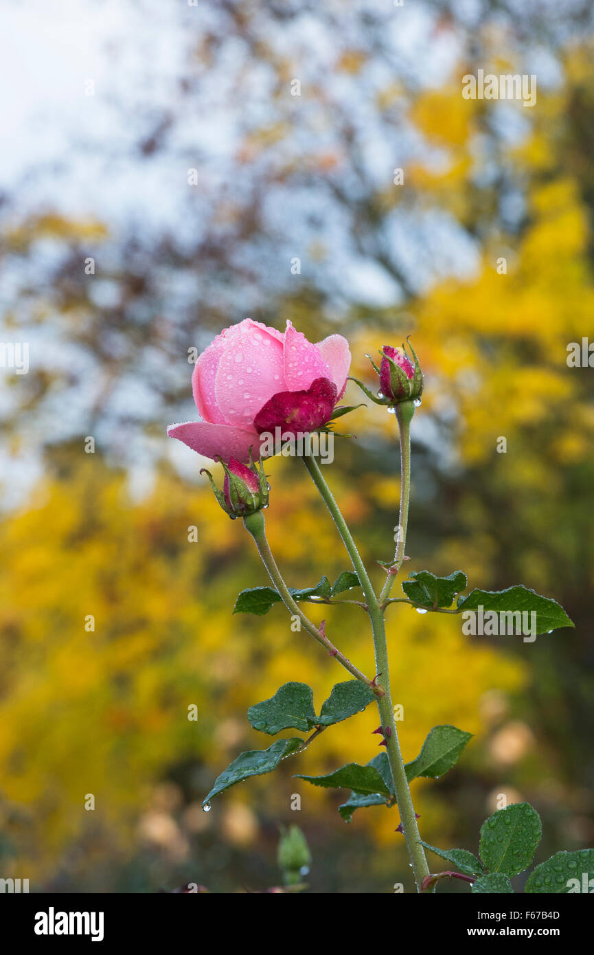 Aphrodite In The Rose Garden High Resolution Stock Photography and Images -  Alamy