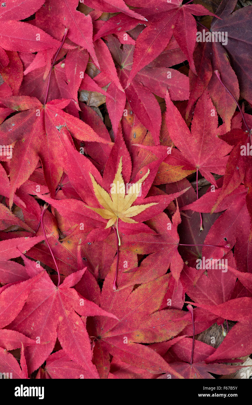 Acer leaves. Japanese Maple leaves changing colour in autumn. Yellow and Red Acer leaf pattern Stock Photo