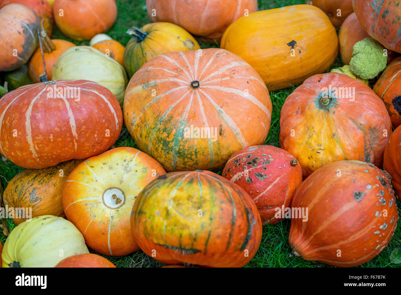 Many multicolor pumpkins Stock Photo
