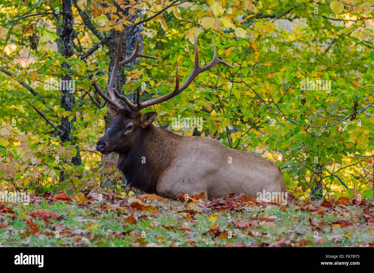 A large male elk rests in a field with fallen leaves near the Smoky Mountains Stock Photo