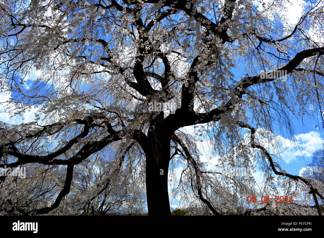 A unique cherry blossom tree with white flower and very tall in hight Stock Photo