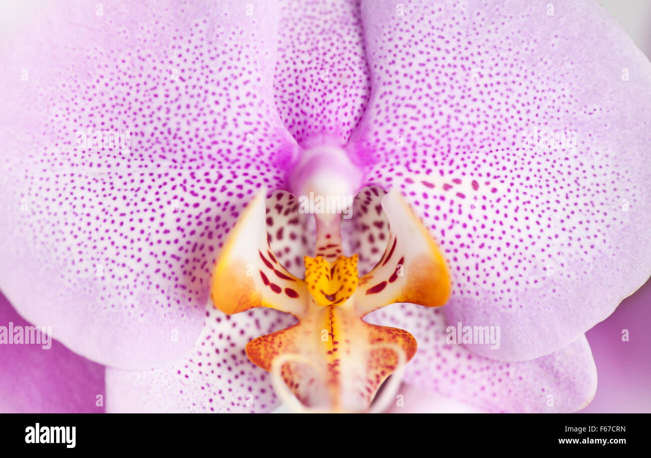 Pink spotted Orchid macro, flowering plant detail in the Orchidaceae family, white yellow flower pink speckled closeup ... Stock Photo