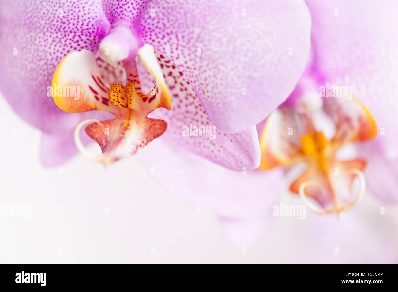 Pink spotted Orchid copyspace, blooming macro flowering plant detail in the Orchidaceae family, white yellow flower pink speckle Stock Photo