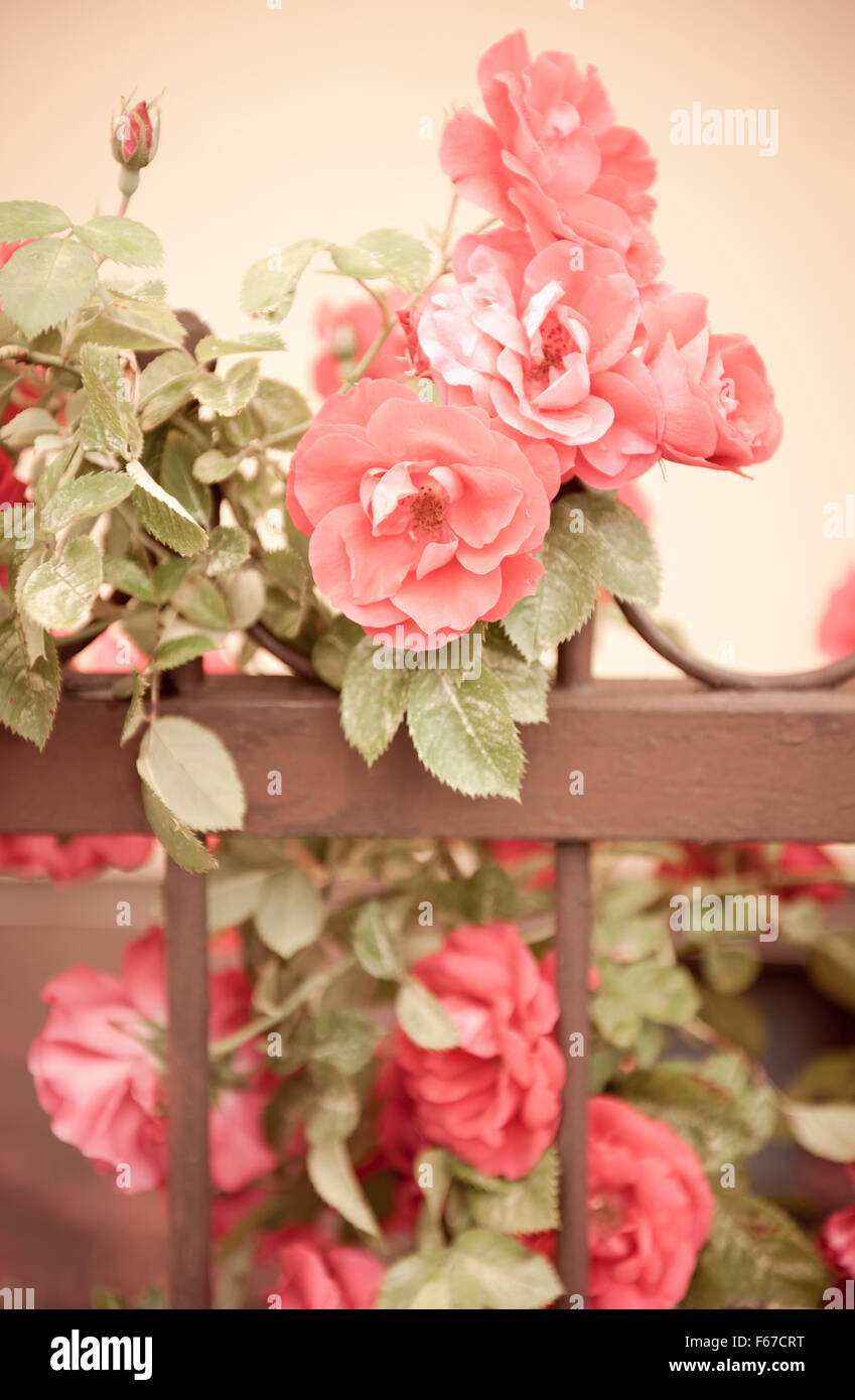 Sepia roses flowers on fence, flowering deciduous perennial in the Rosaceae family, fragrant plants grow in Poland, Europe... Stock Photo