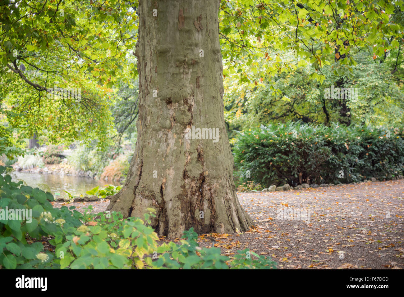 Botanical Gardens in autumn colors Wroclaw Stock Photo