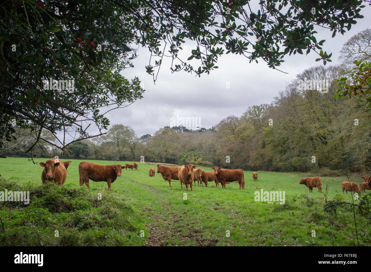 South Devon cows in a field in Cornwall Stock Photo