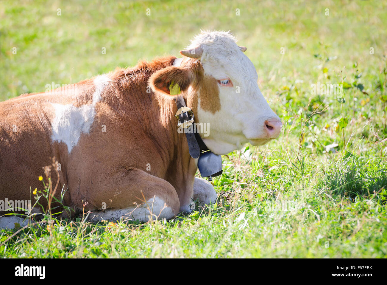 Purebred Hereford cow with bell lying on fresh green grass of Alps sunlight pasture meadow Stock Photo