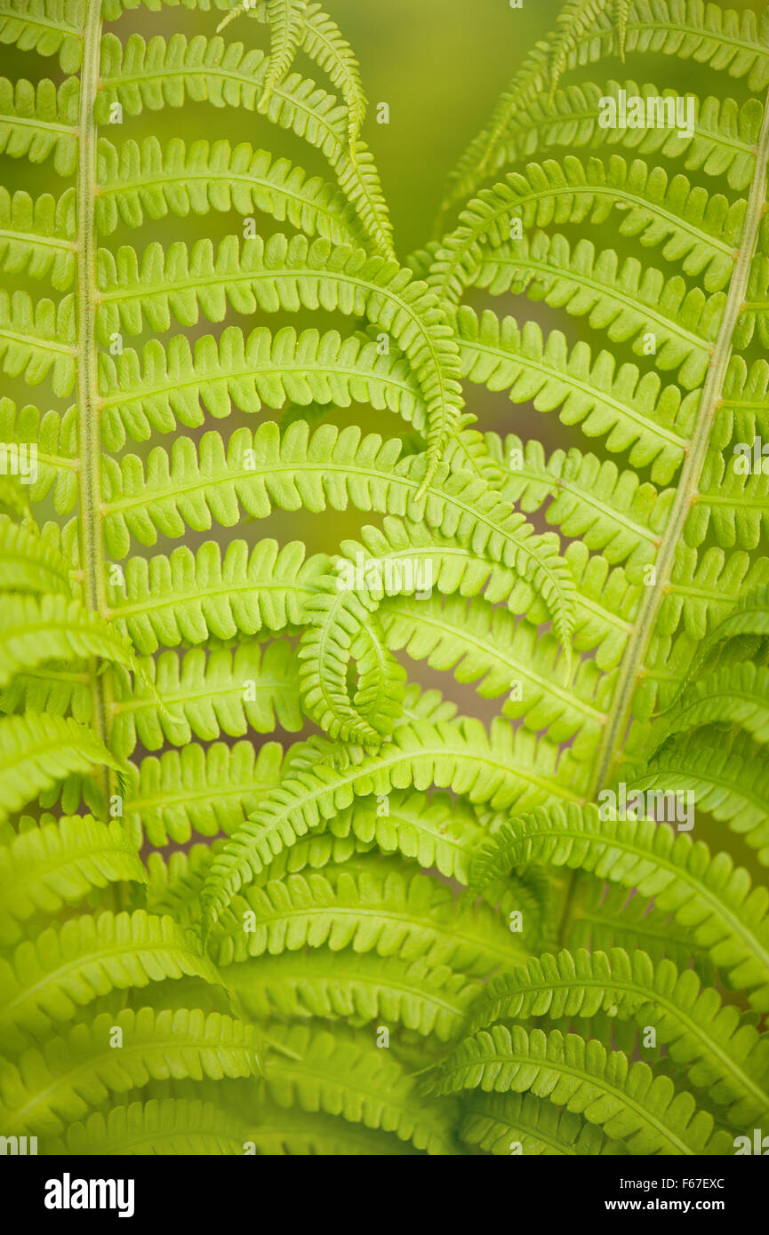 Curled fern green foliage, macro flourish abstract, spiral plant leaves closeup nature detail, fresh green plants grow in spring Stock Photo