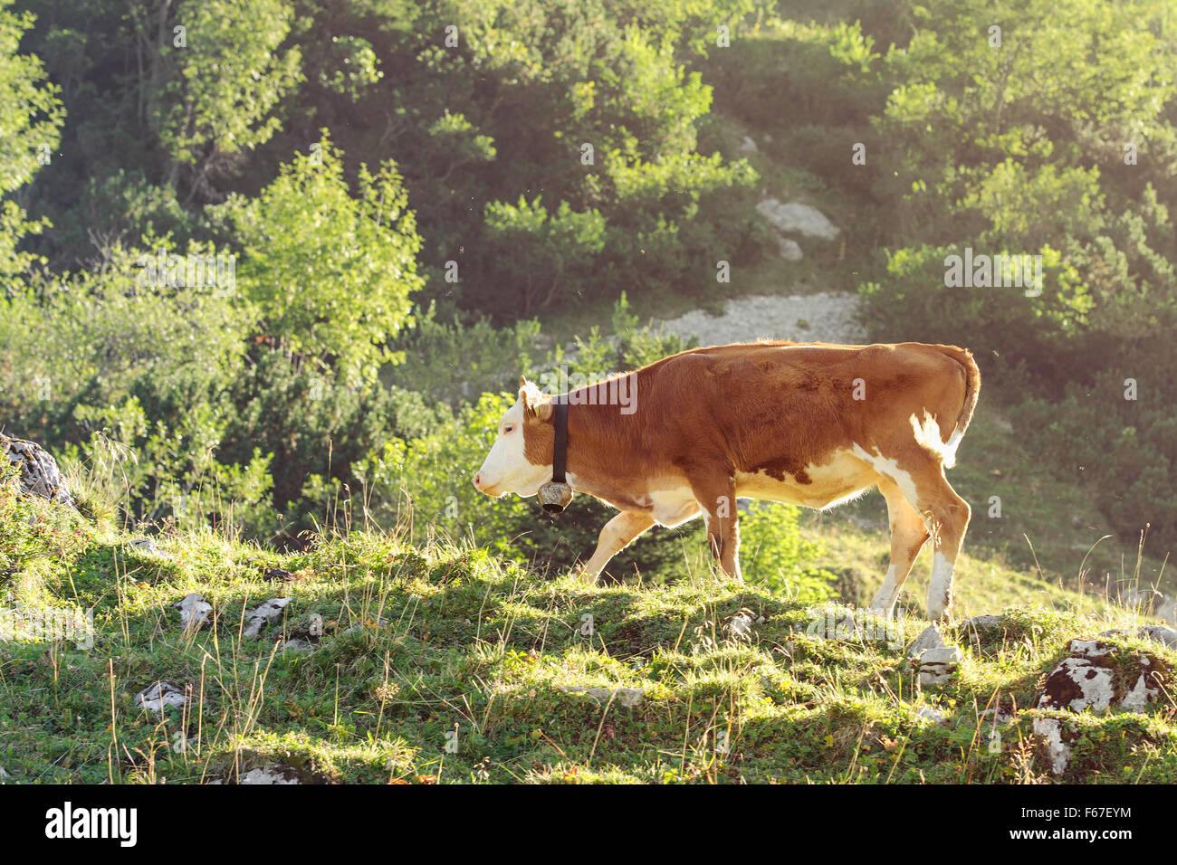 Red and white calf of Hereford breed cattle grazing on sunlit hillside of Alps. Toned and filtered photo with warm summer lighti Stock Photo