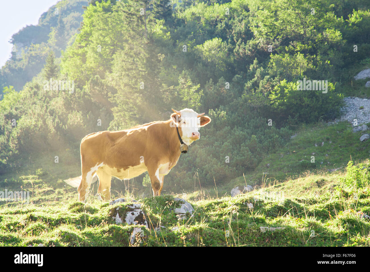 Hereford cattle beef breed red and white cow with cowbell grazing on the slopes of the Alpine mountains. Toned and filtered phot Stock Photo