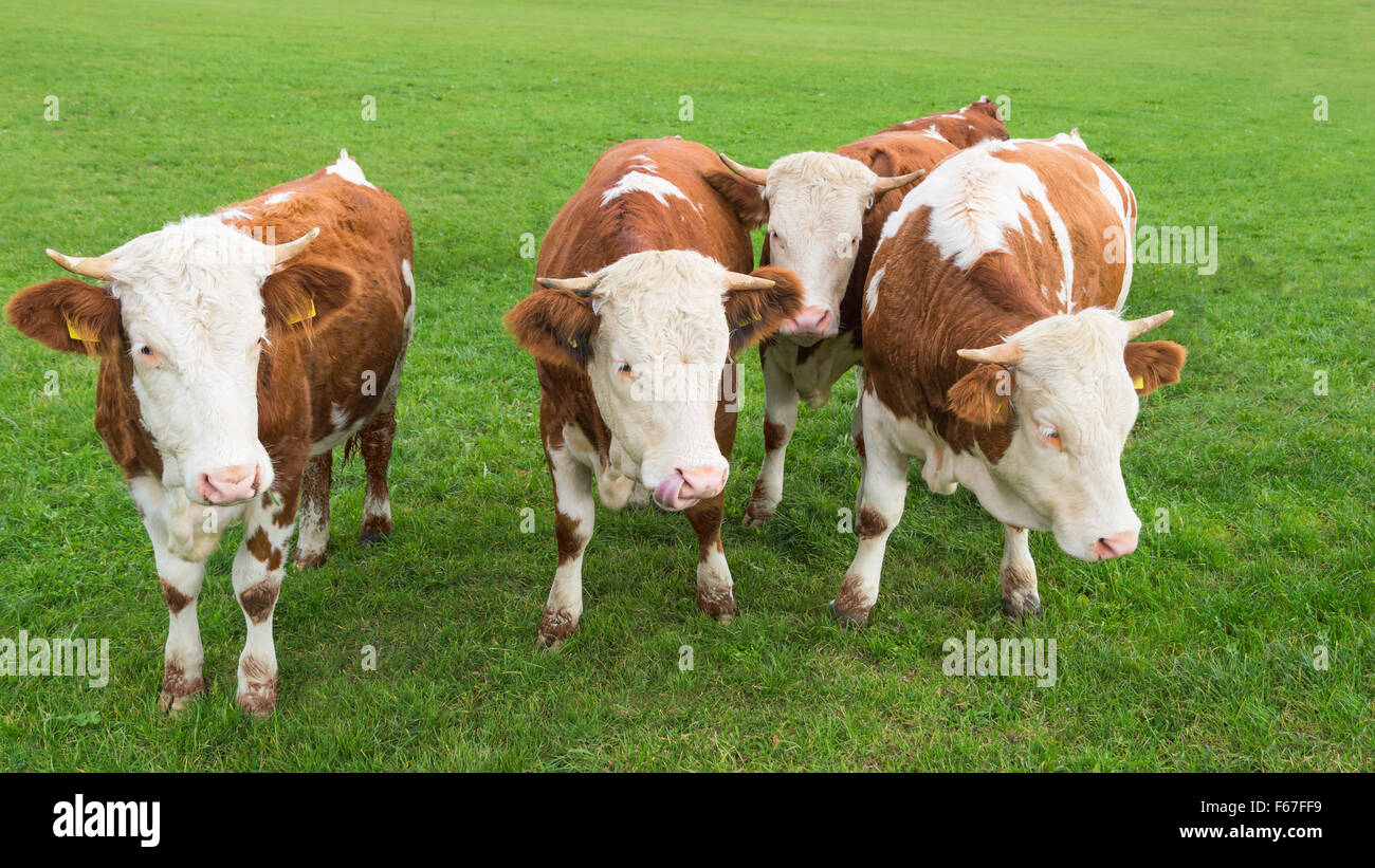 Group of young calves grazing on Alpine pasture with fresh green grass Stock Photo