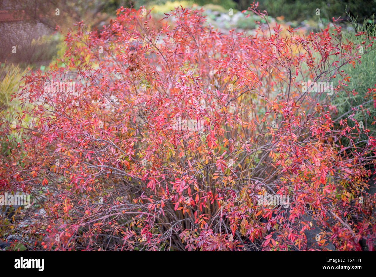 Alpine rose shrub turned red in autumn at fall Rosa pendulina Stock Photo