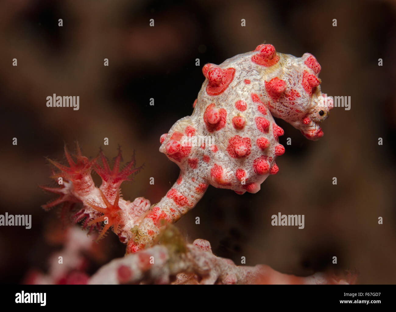 Bargibant's Pygmy Seahorse (Hippocampus bargibanti) attached to Gorgonian fan Coral. Bali, Indonesia. Stock Photo