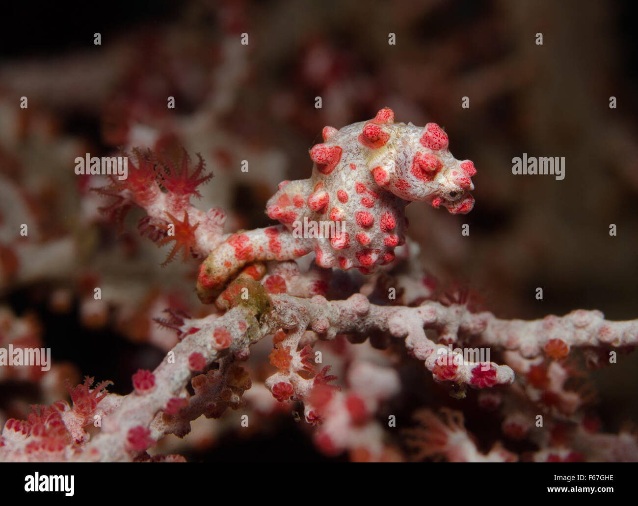 Bargibant's Pygmy Seahorse, Hippocampus bargibanti, attached to Gorgonian fan Coral. Bali, Indonesia. Stock Photo