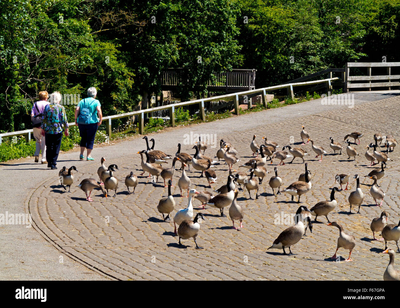 Women walking past a flock of Canada geese Branta canadensis at Rufford Country Park near Ollerton in Nottinghamshire England UK Stock Photo