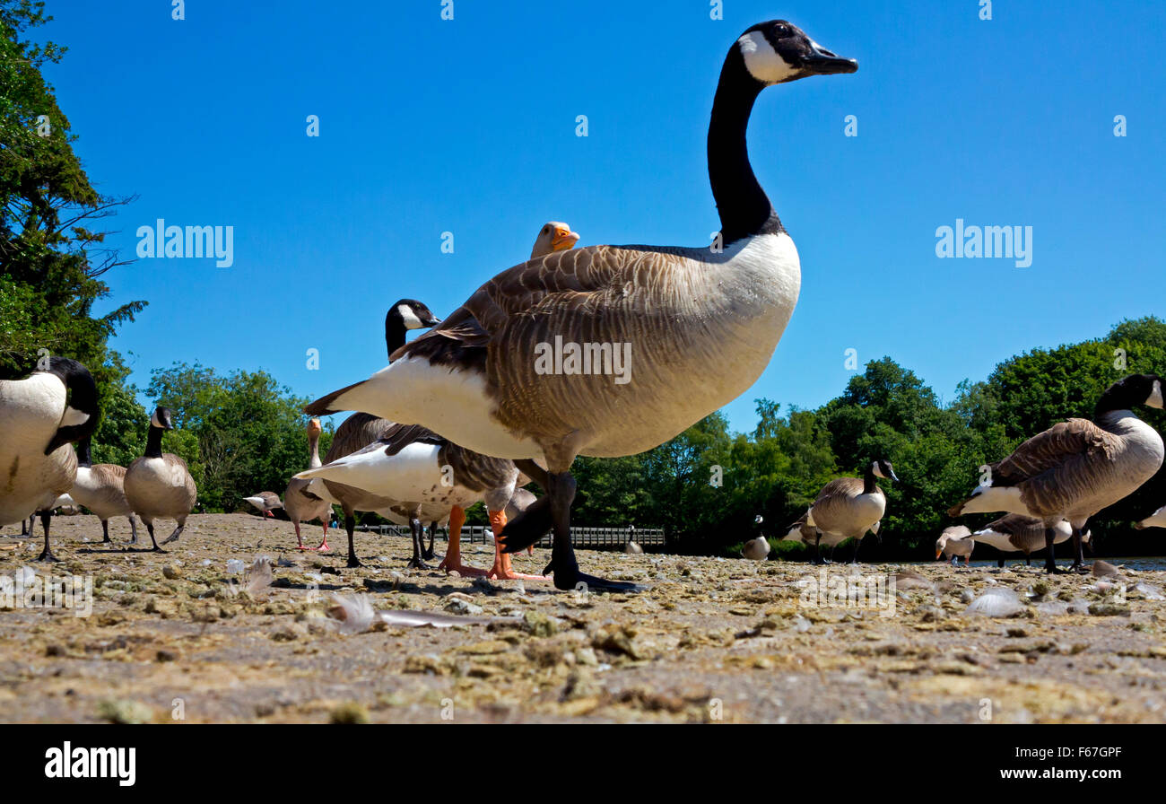 Flock of Canada geese Branta canadensis a wild goose with a black head and neck, white patches