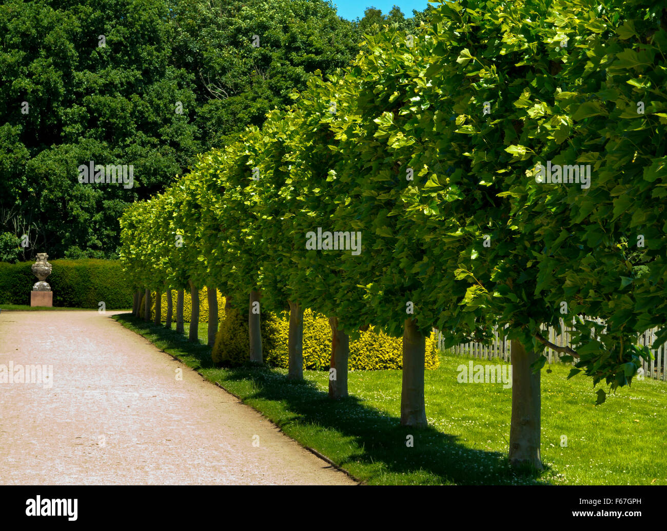 Avenue of trees in garden at Rufford Abbey near Ollerton in Nottinghamshire England UK in the grounds of Rufford Country Park Stock Photo