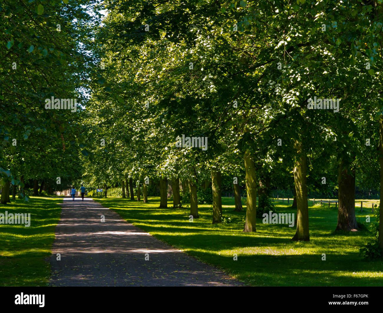 Avenue of lime trees at Rufford Abbey near Ollerton in Nottinghamshire
