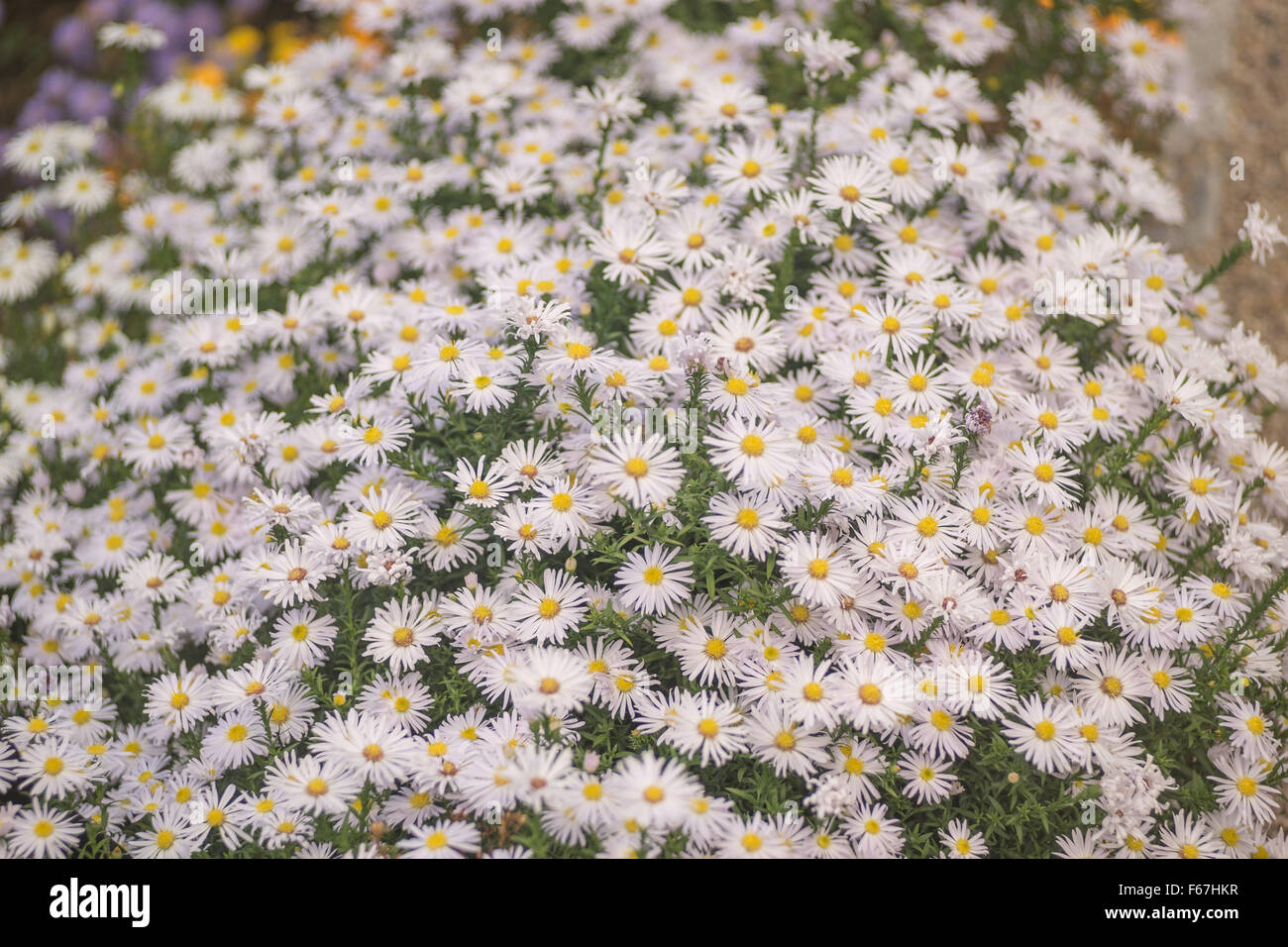 Lots of white autumn aster flowers in full bloom Stock Photo