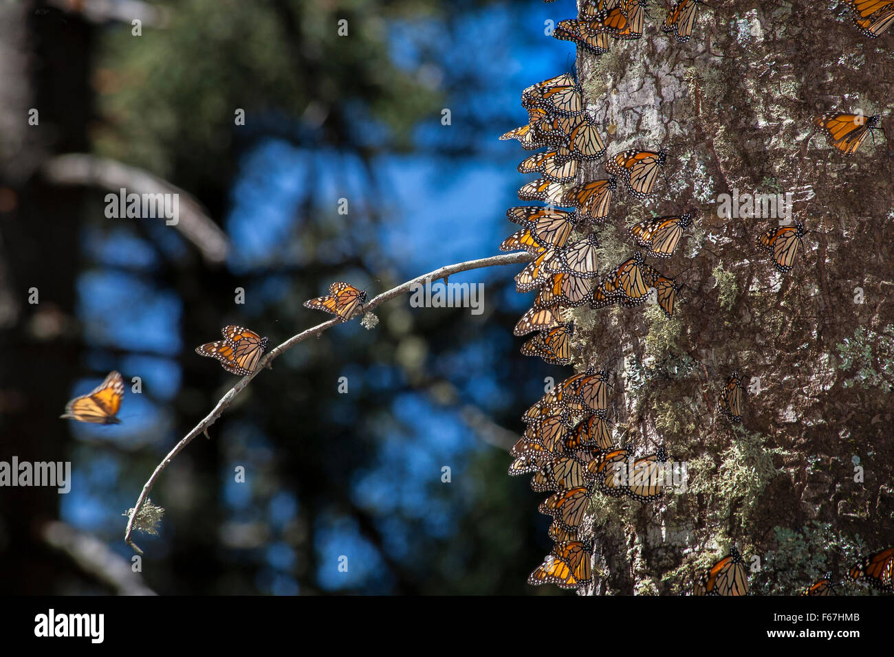 Monarch butterflies cling to an oyamel fir tree in the monarch butterfly sanctuary in Michoacan, Mexico. Stock Photo