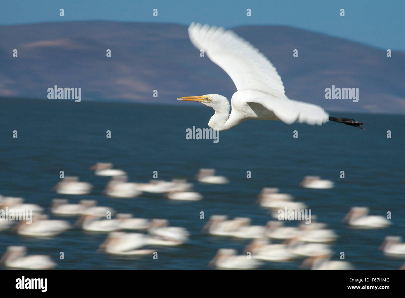 Single great egret (Ardea alba) flies over white pelicans at Lake Chapala, Mexico. Stock Photo