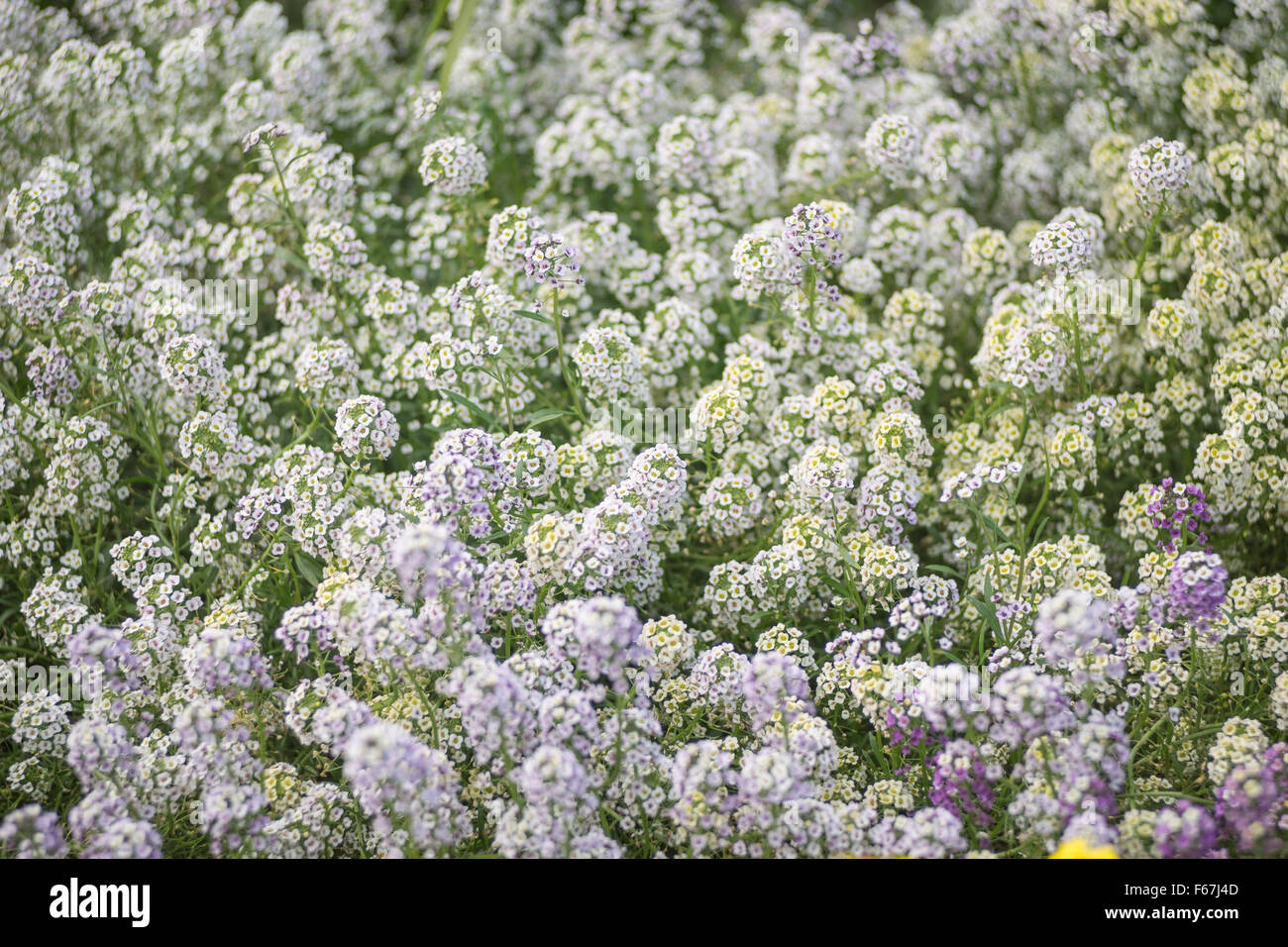 Alyssum flowers hi-res stock photography and images - Alamy