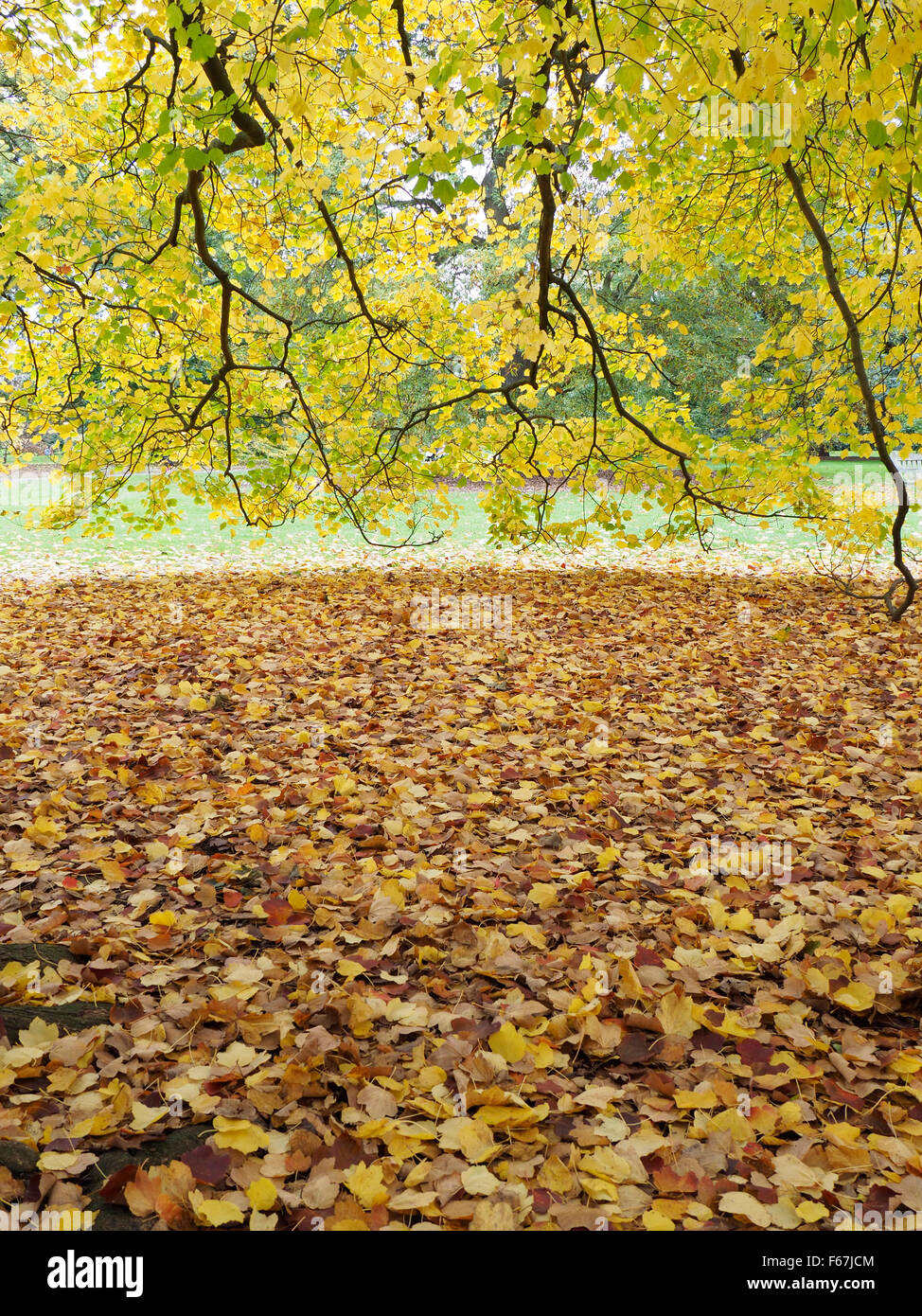Autumn leaves yellow maple Stock Photo - Alamy