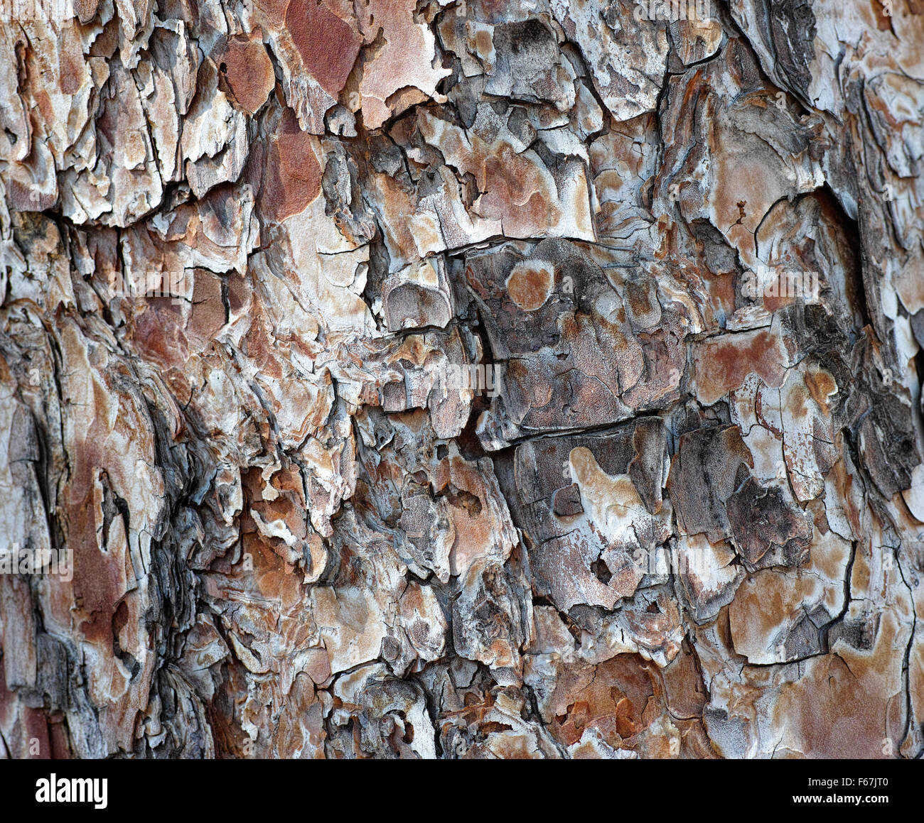 Bark of Pine Tree. Close up Stock Photo Alamy