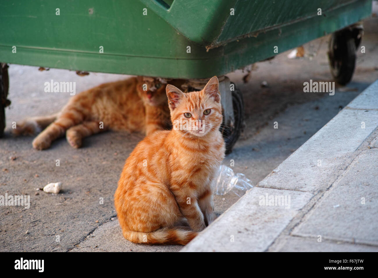 Stray cats or street cats near garbage container. One of them under the garbage container and the other one looks at the camera. Stock Photo