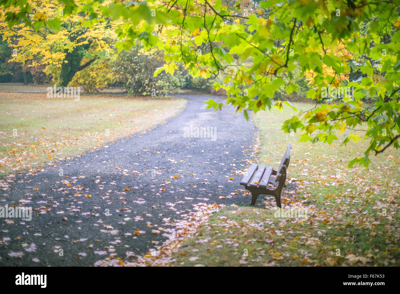 Lonely bench below autumn plane tree branches Stock Photo