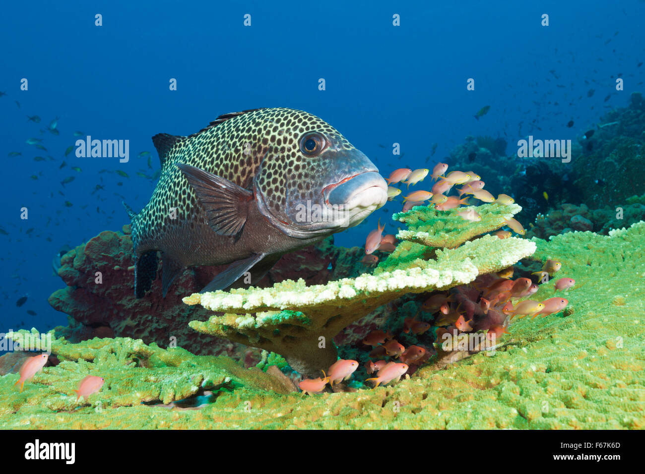 Harlequin Sweetlips over Coral Reef, Plectorhinchus chaetodonoides, Komodo National Park, Indonesia Stock Photo