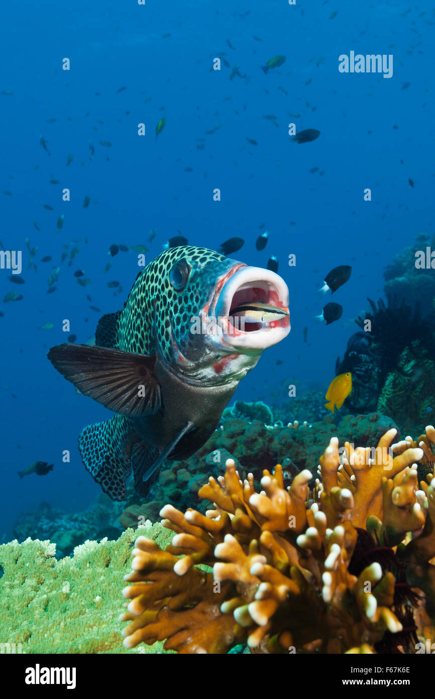 Harlequin Sweetlips cleaned by Cleaner Wrasse, Plectorhinchus chaetodonoides, Komodo National Park, Indonesia Stock Photo