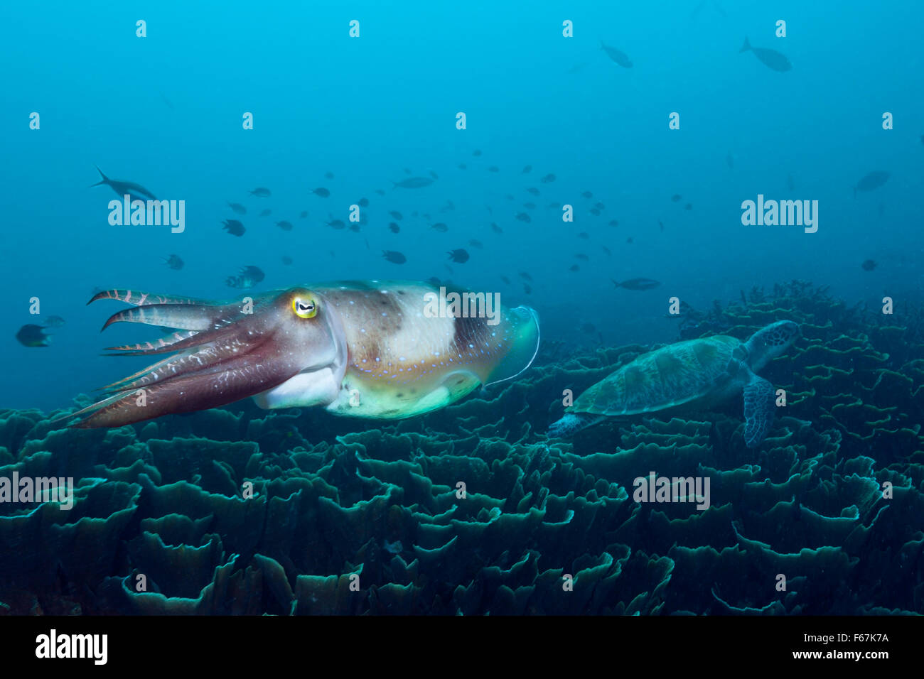 Broadclub Cuttlefish, Sepia latimanus, Komodo National Park, Indonesia Stock Photo