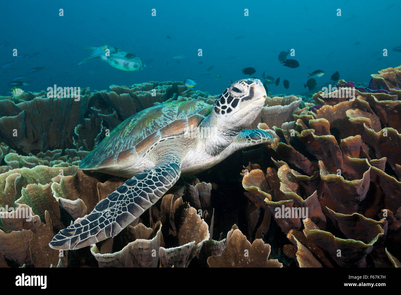 Green Sea Turtle, Chelonia mydas, Komodo National Park, Indonesia Stock Photo