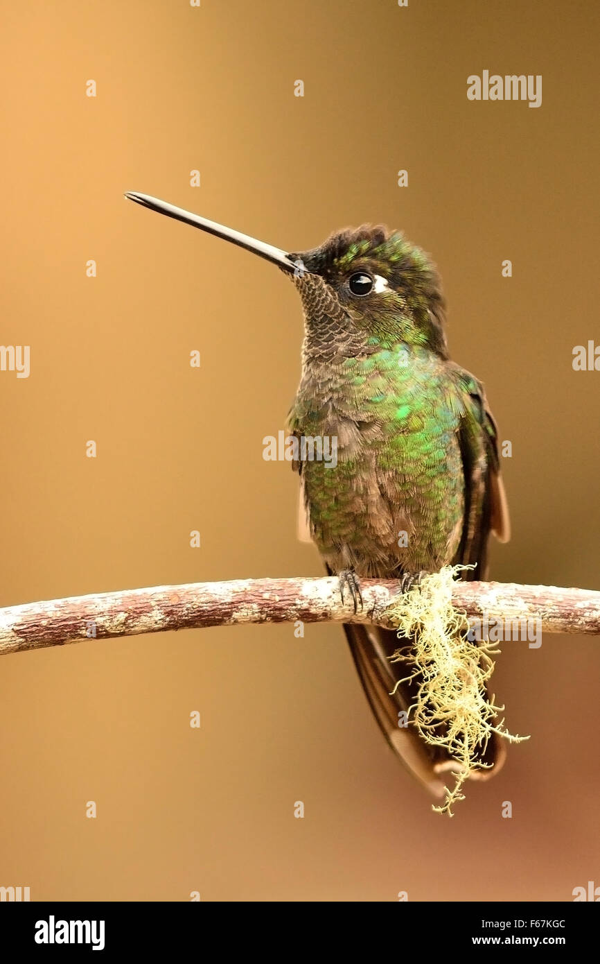 A Green crowned brilliant  Hummingbird in the Costa Rica tropical forest Stock Photo