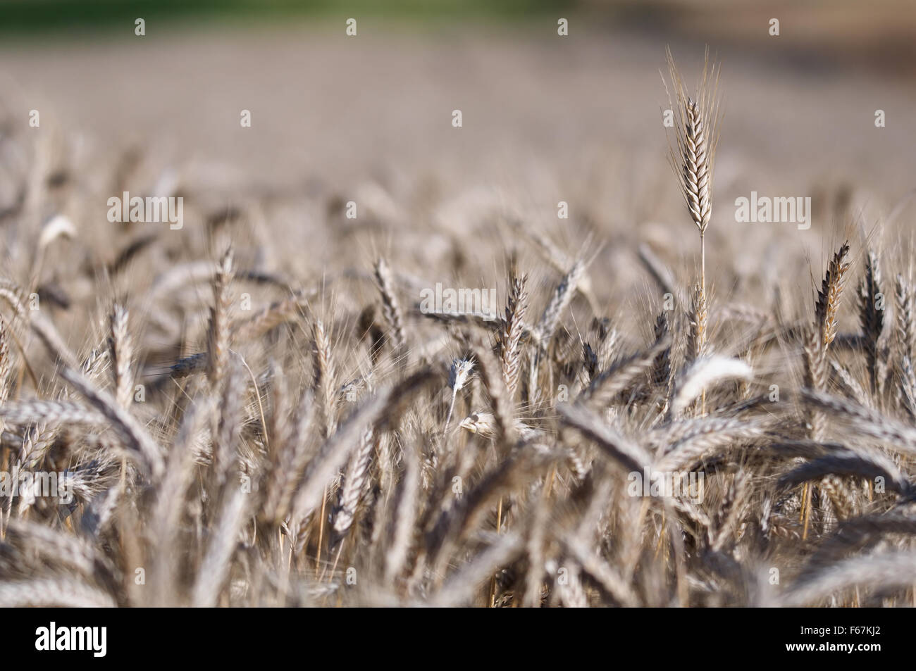 field of grain before harvest Stock Photo - Alamy