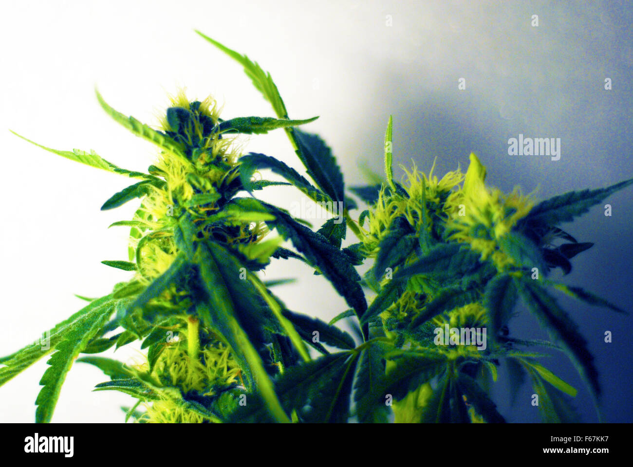 marijuana,pot,weed,hash,dope,skunk,smoking,herb,hemp Stock Photo