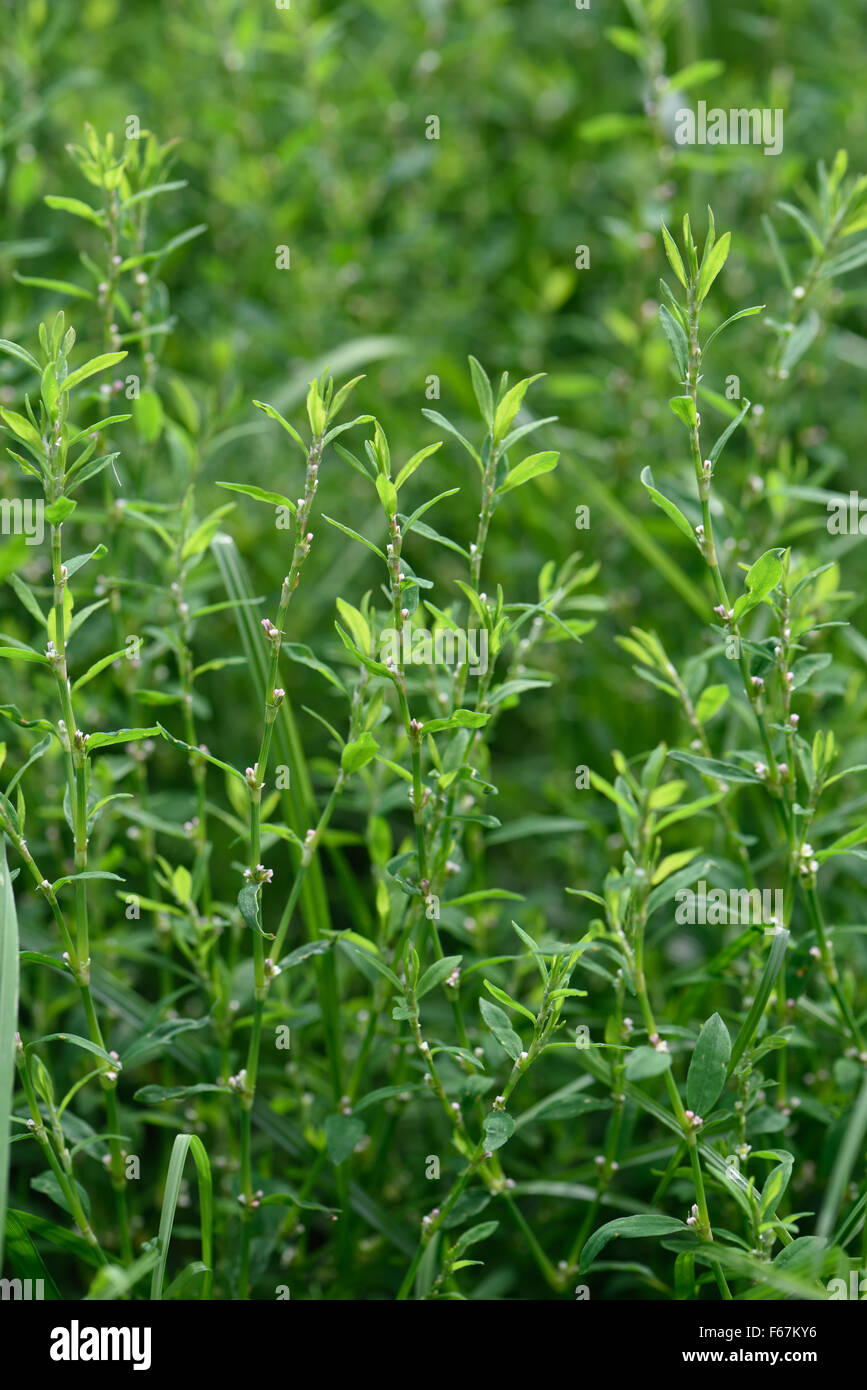 Common knotweed, Polygonum aviculare, flowering weed, Berkshire, August Stock Photo