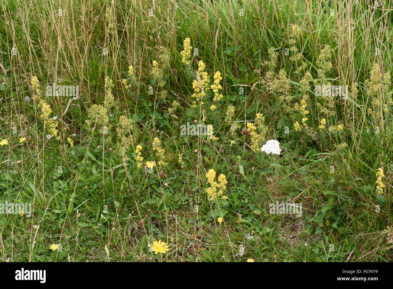 Flowering yellow lady's bedstraw, Galium verum, flowering in short chalk downland turf, Berkshire, August Stock Photo