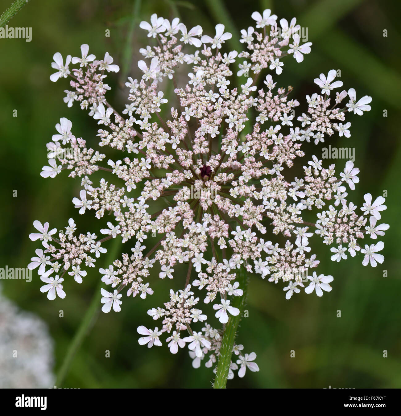 White umbel of a flowering wild carrot, Daucus carota, with a central deep red or maroon floret, Berkshire, August Stock Photo