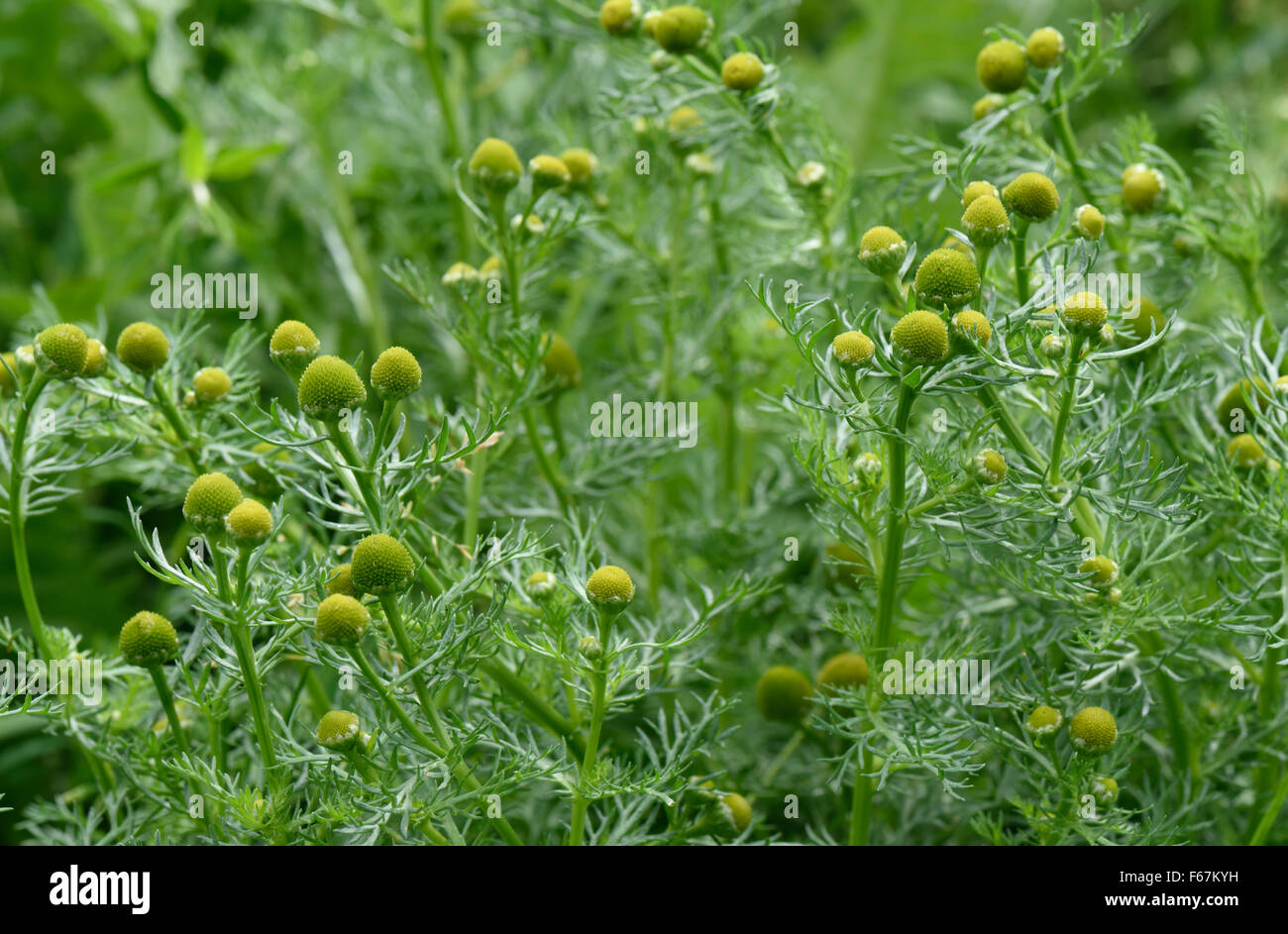 Flowering pineapple weed, Matricaria discoidea, annual arable weed inm waste ground, Berkshire, August Stock Photo