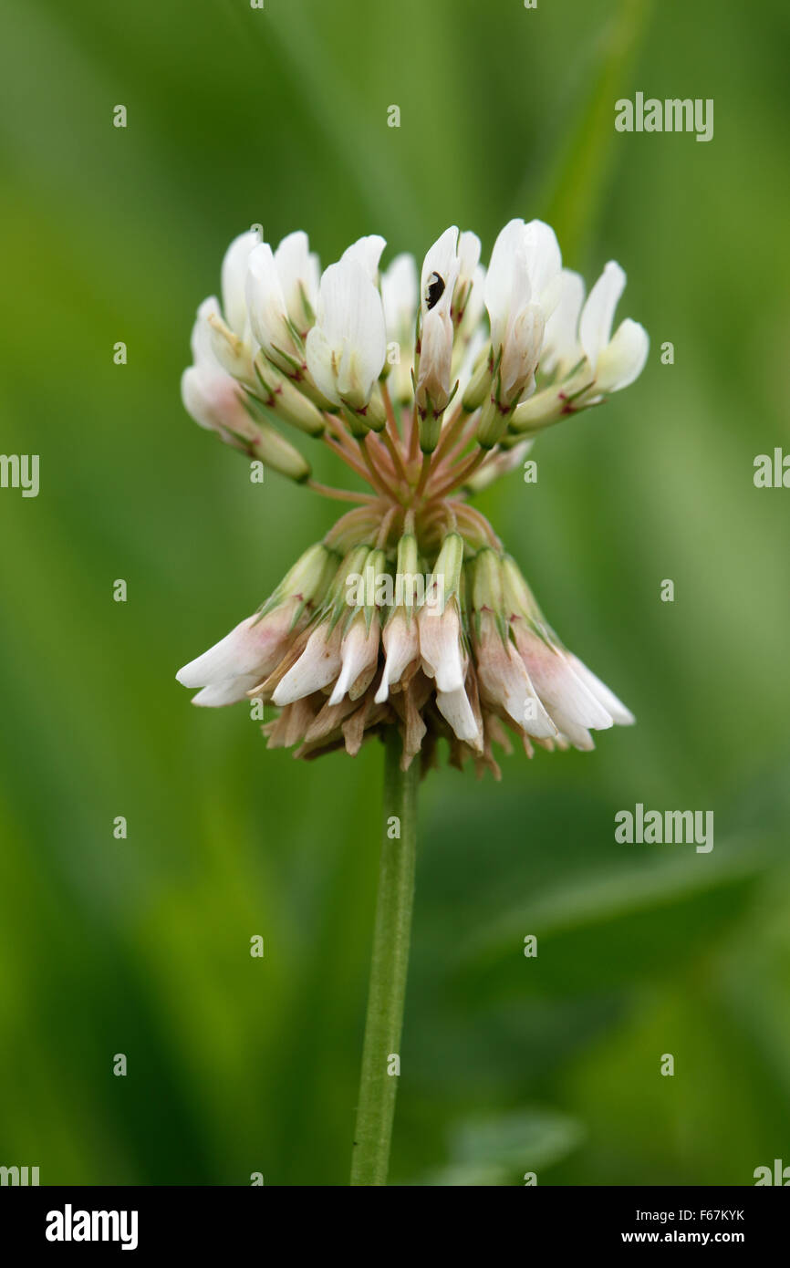 A single white clover flower, Trifolium repens, a nitrogen fixation forage plant with grass and companion plant Stock Photo