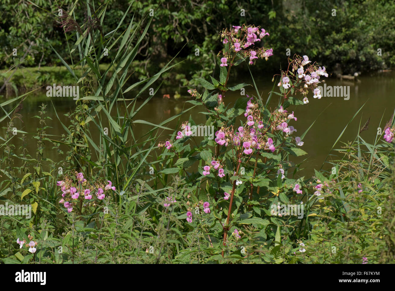 Himalayan balsam, Impatiens glandulifera, flowering in other veghetation on the bank of the Kennet and Avon Canal, August Stock Photo