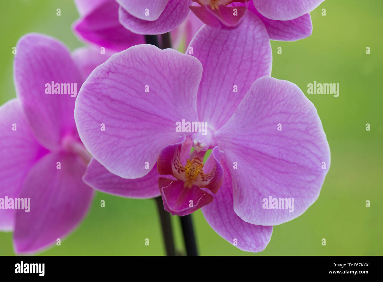 Pink flower of an indoor commercial pot grown moth orchid, Phaleanopsis, Stock Photo