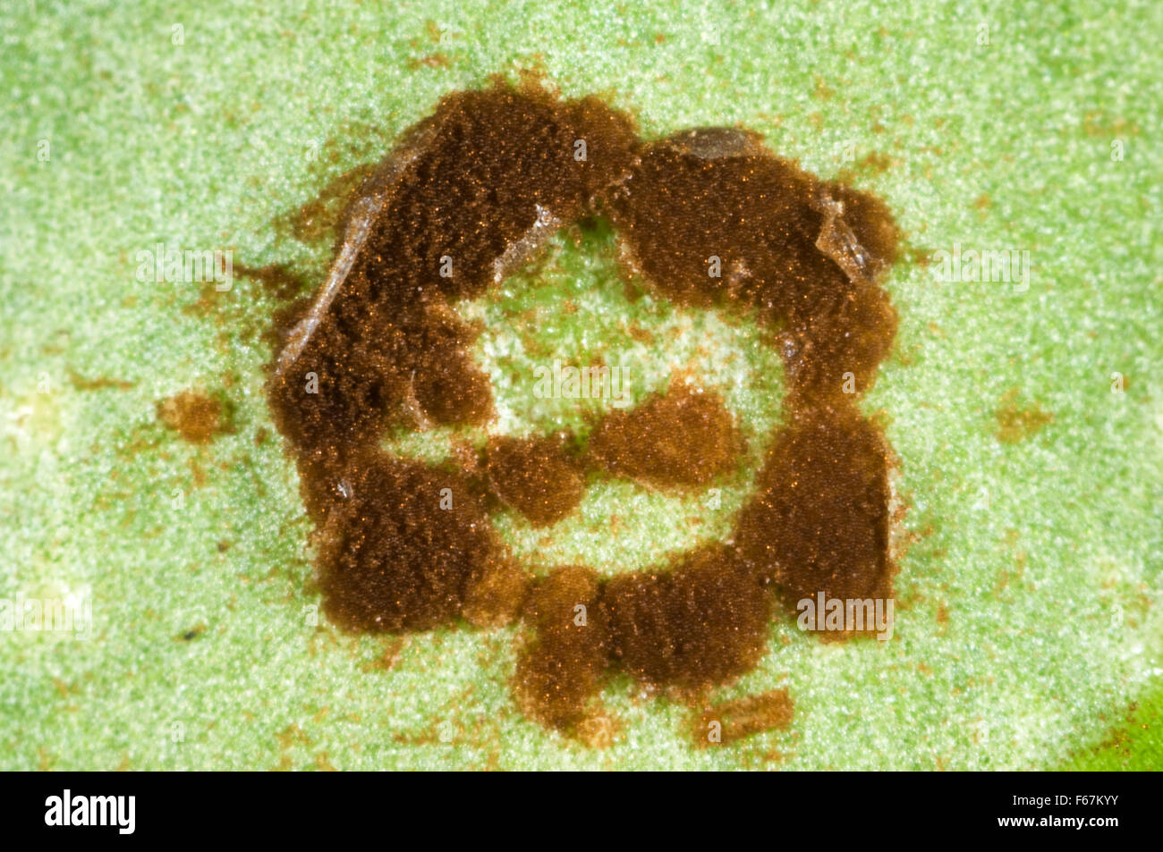 Photomicrograph of a circular pustule of antirrhinum rust, Puccinia, arenariae, on a leaf underside, Berkshire, August Stock Photo