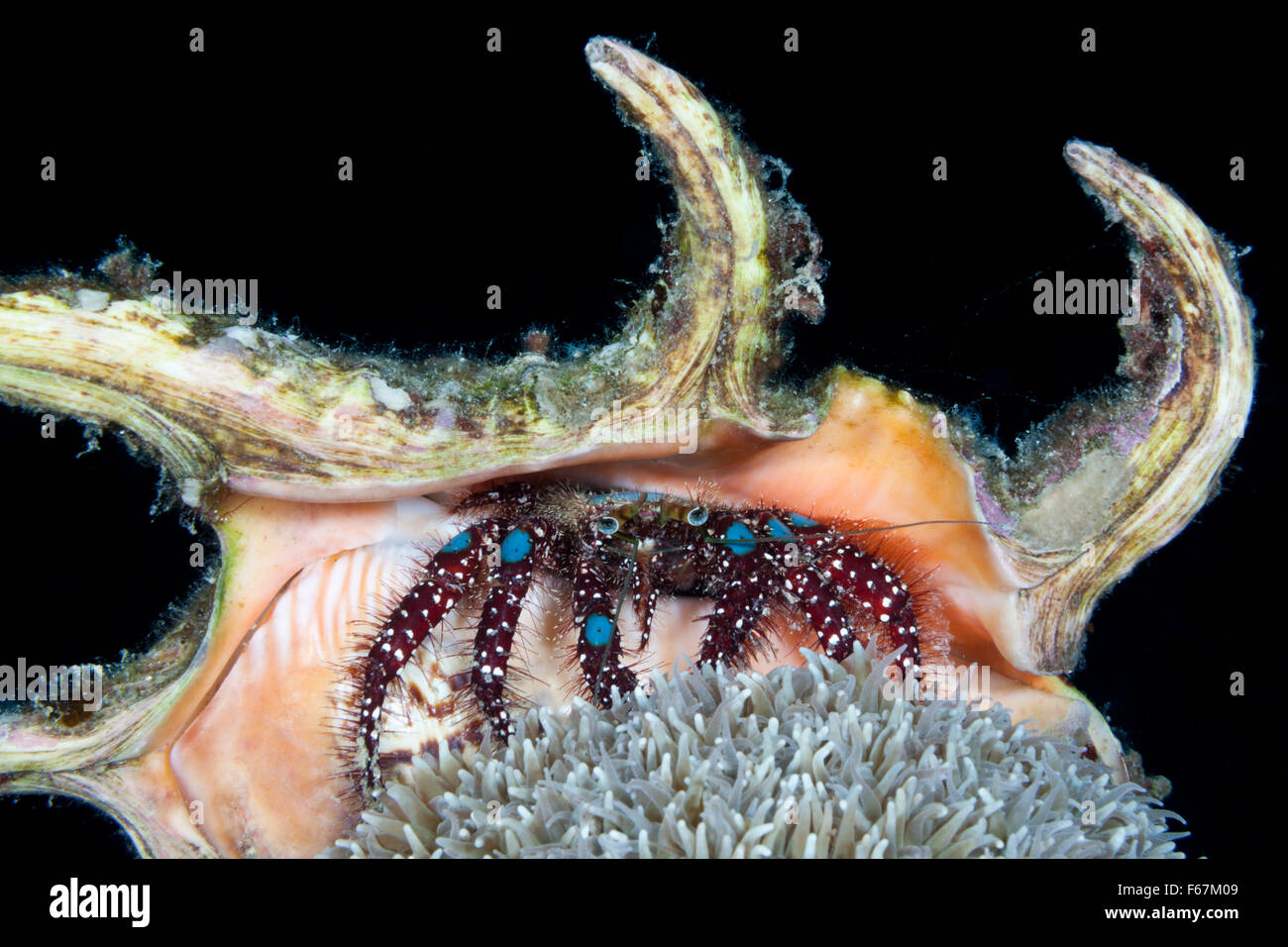 Blue-knee Hermit Crab, Dardanus guttatus, Komodo National Park, Indonesia Stock Photo