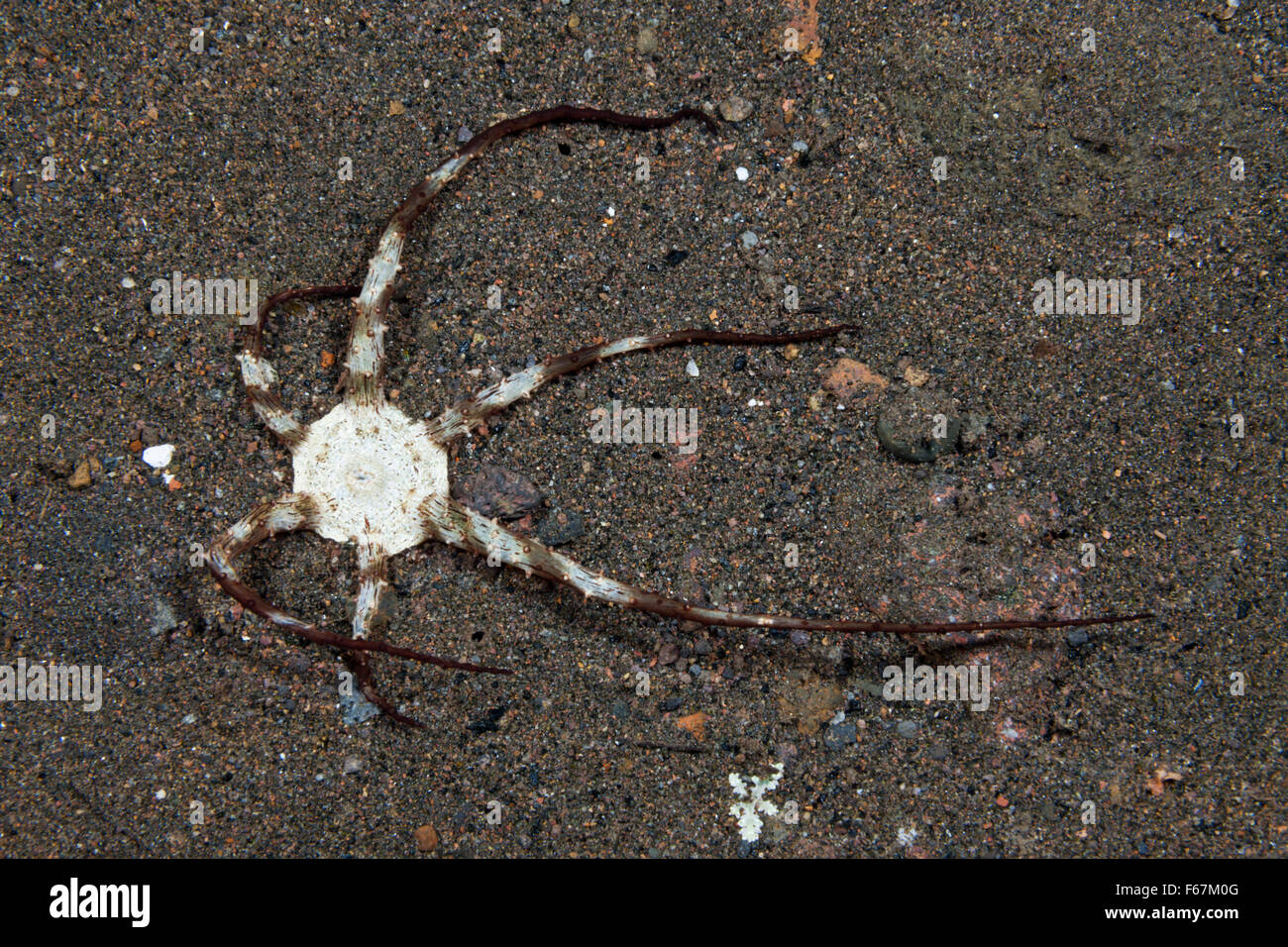 Branching Tube Anemone, Actinostephanus haeckeli, Komodo National Park, Indonesia Stock Photo