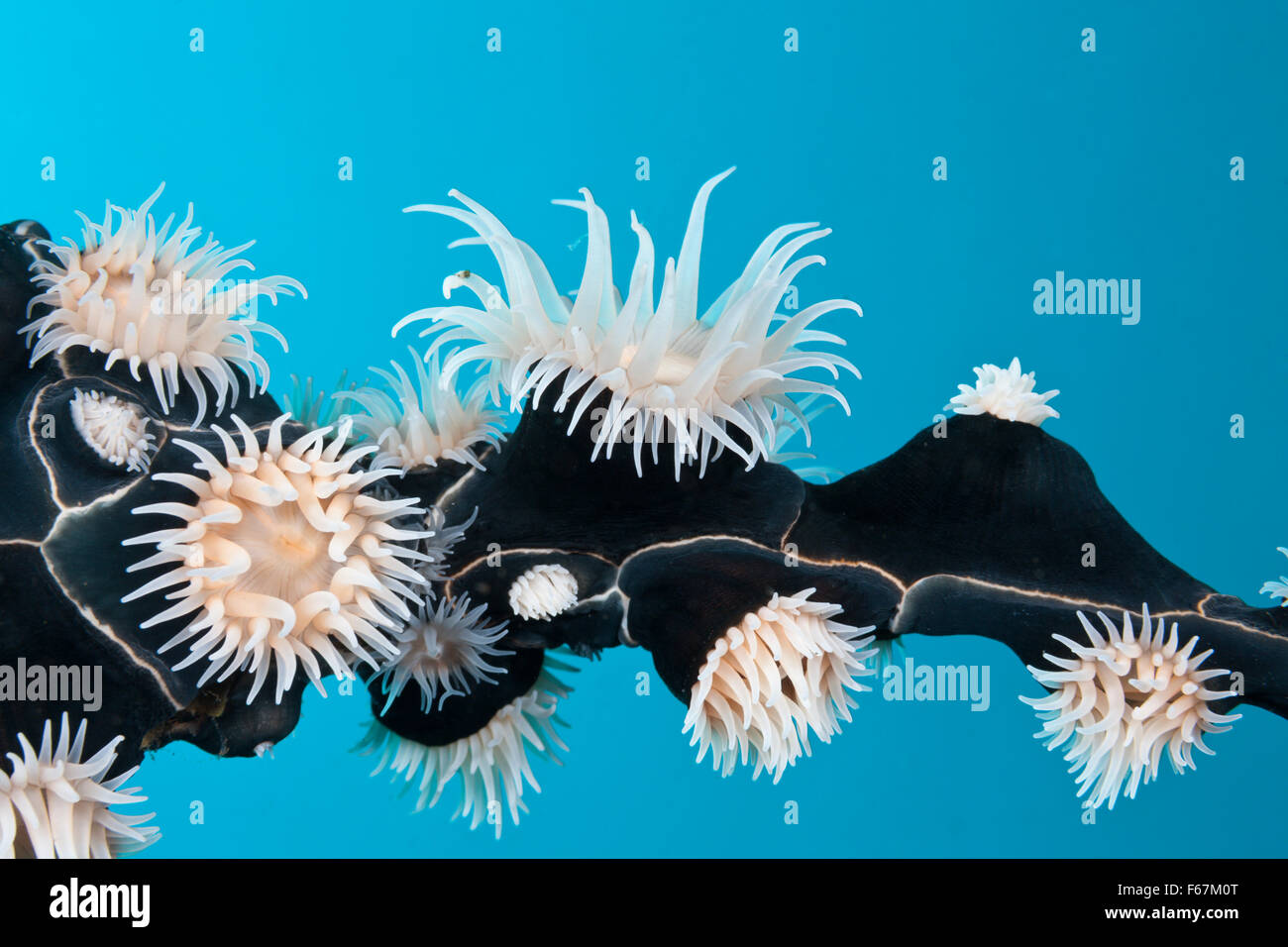 Colonial Sea Sea Anemones, Nemanthus annamensis, Komodo National Park ...