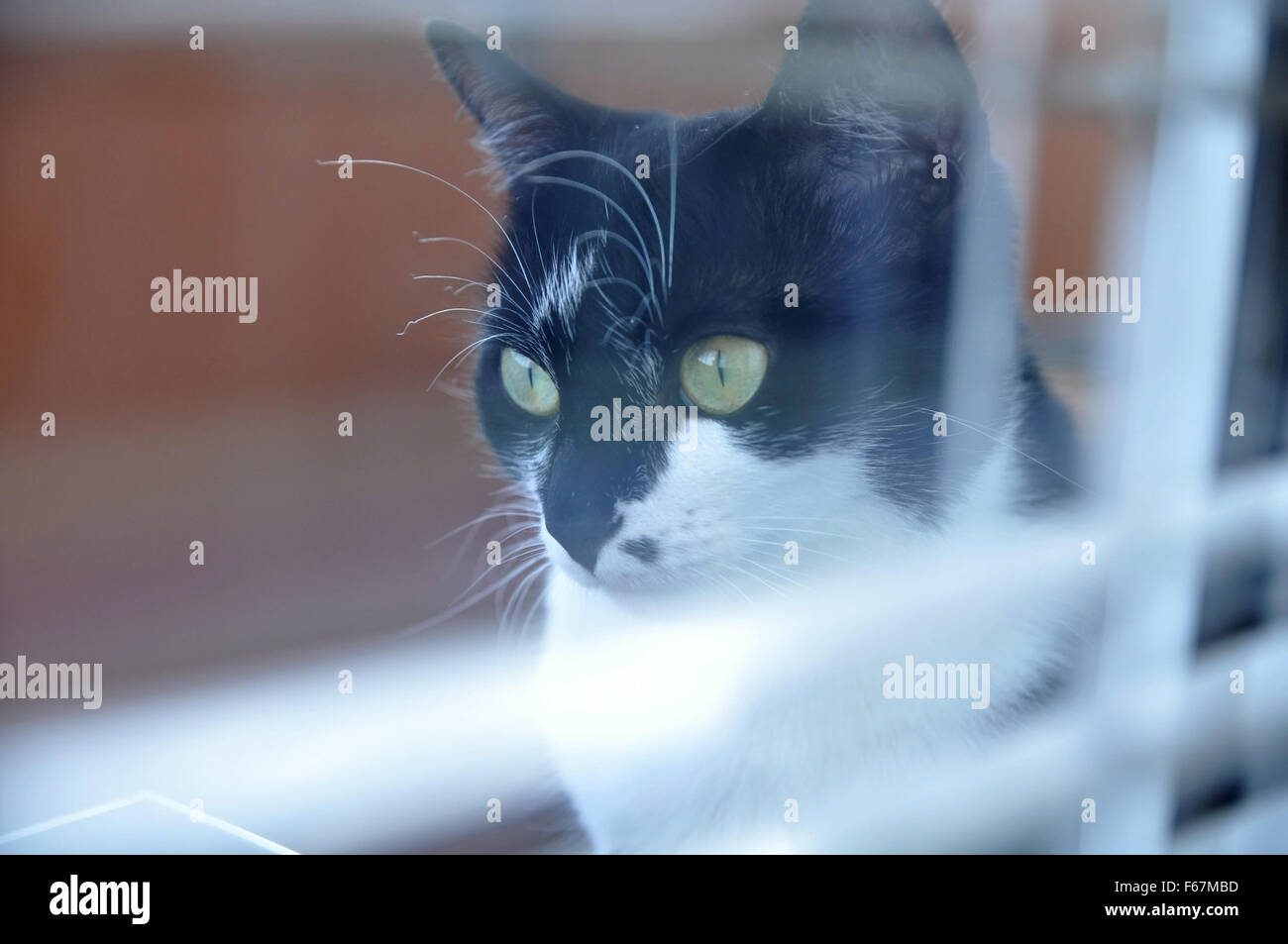 Pet animals cats mammals hi-res stock photography and images - Alamy